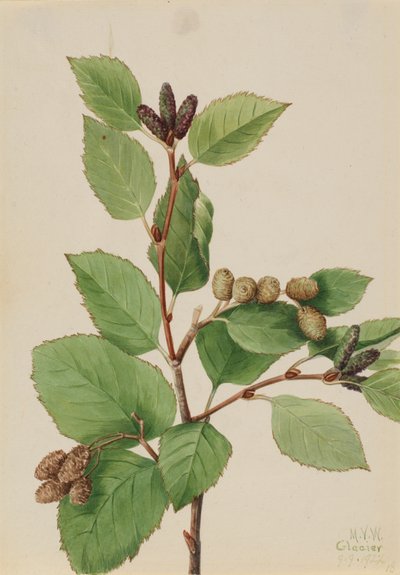 Aulne vert occidental Alnus sinuata, 1922 - Mary Vaux Walcott