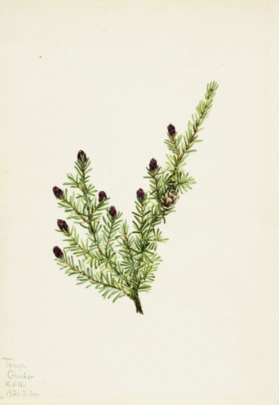 Pruche occidentale (Tsuga heterophylla) - Mary Vaux Walcott
