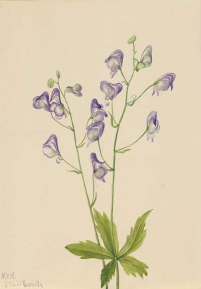 Aconit occidental (Aconitum columbianum) - Mary Vaux Walcott