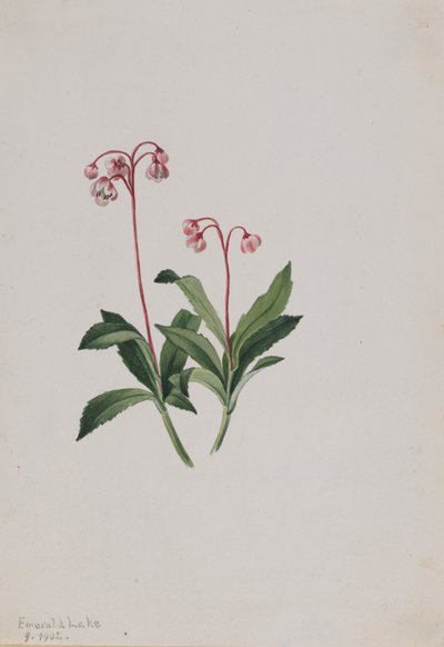 Pipsissewa occidental Chimaphila umbellata, 1902 - Mary Vaux Walcott