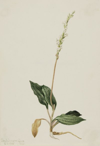 Goodyère rampante occidentale, 1905 - Mary Vaux Walcott