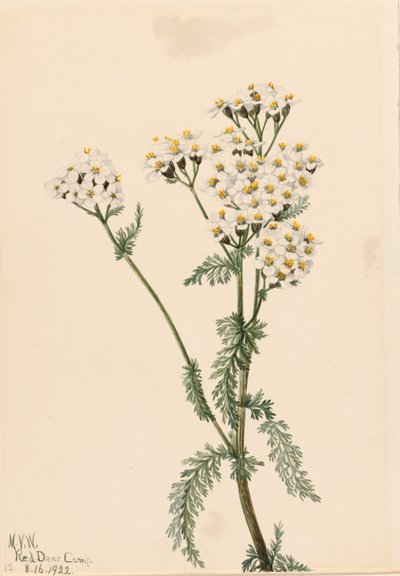 Achillée occidentale (Achillea lanulosa) - Mary Vaux Walcott