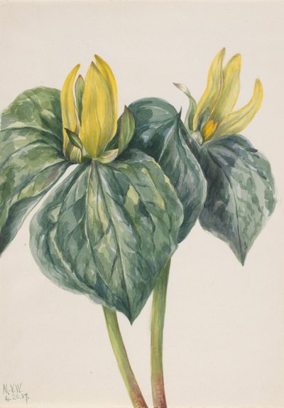 Fleur de l