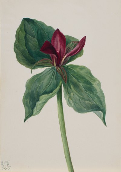 Fleur de Whippoorwill Trillium H., 1937 - Mary Vaux Walcott
