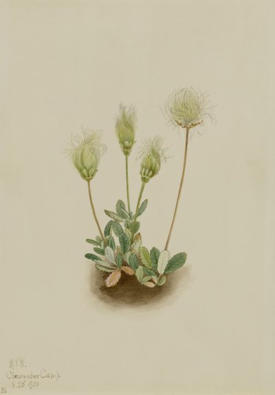 Dryade blanche (Dryas octopetala) - Mary Vaux Walcott