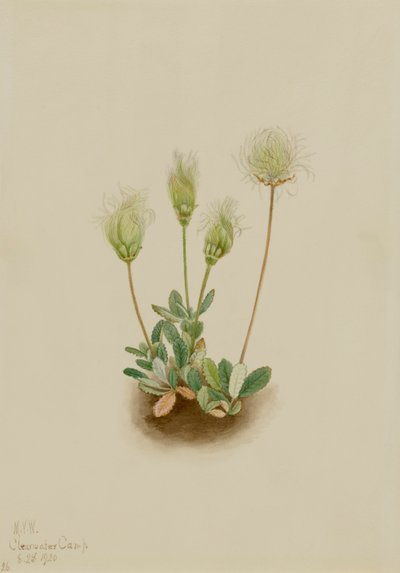Dryade blanche Dryas octopetala, 1920 - Mary Vaux Walcott