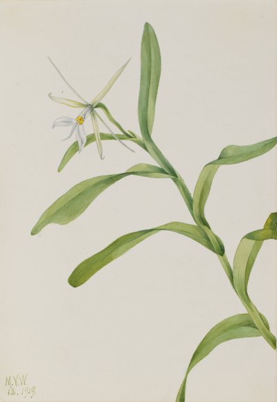 Épidendrum blanc Epidendrum nocturnum, 1919 - Mary Vaux Walcott
