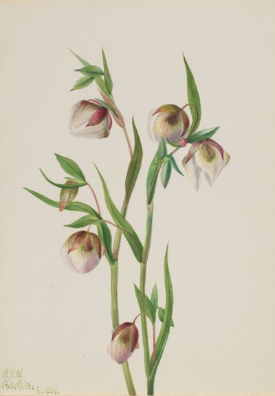 Lanterne Fée Blanche Calochortus albus, 1933 - Mary Vaux Walcott