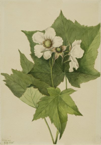 Framboisier à fleurs blanches Rubus parviflorus, 1905 - Mary Vaux Walcott