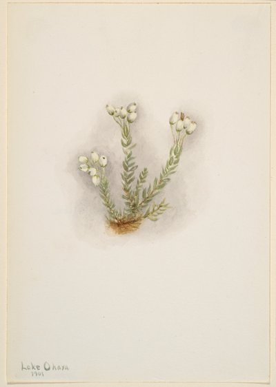 Bruyère blanche (Phyllodoce grandiflora) - Mary Vaux Walcott