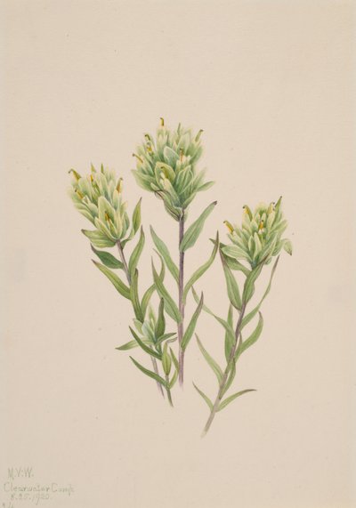 Castilleja occidentalis, 1920 - Mary Vaux Walcott