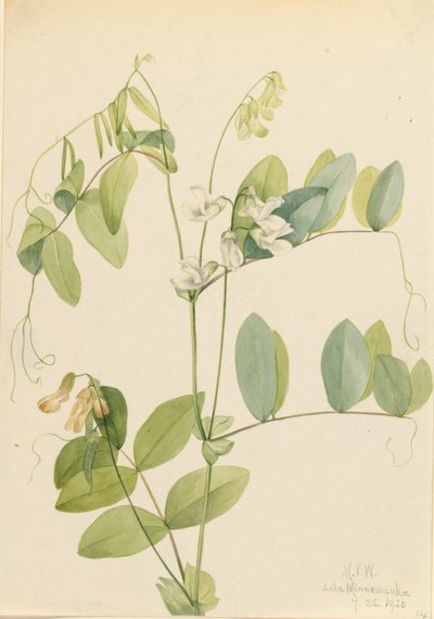 Pois blanc Lathyrus ochroleucus, 1920 - Mary Vaux Walcott