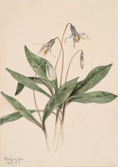 Érythrone blanche - Mary Vaux Walcott