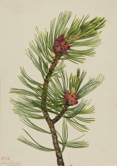 Pin à écorce blanche (Pinus albicaulis) - Mary Vaux Walcott