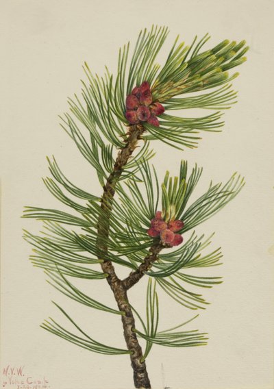Pin à écorce blanche, 1924 - Mary Vaux Walcott