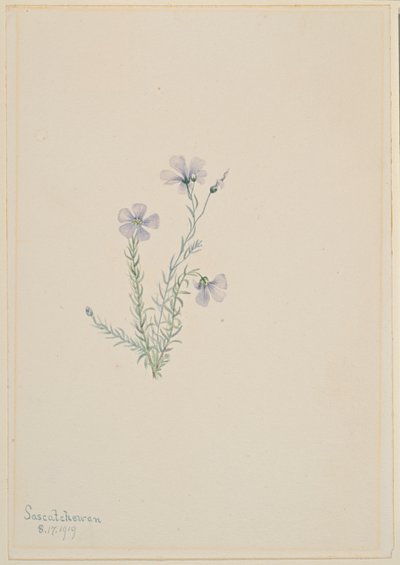 Lin sauvage (Linum lewisii) - Mary Vaux Walcott