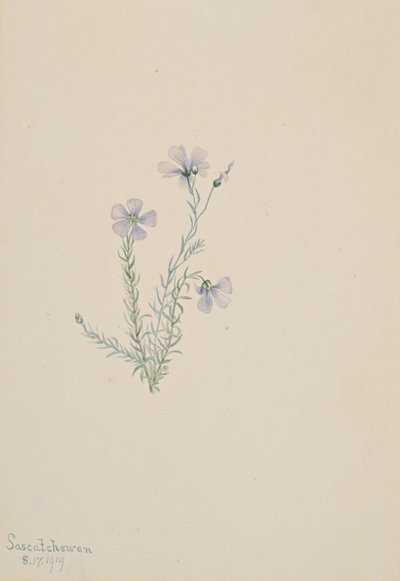 Lin sauvage Linum lewisii, 1919 - Mary Vaux Walcott