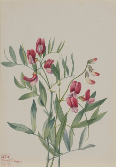 Pois sauvage (Lathyrus decaphyllus) - Mary Vaux Walcott