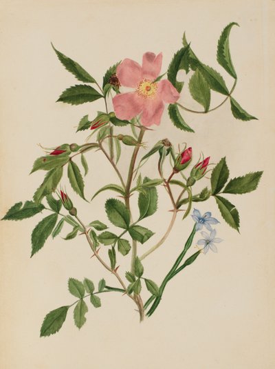 Églantier et herbe aux yeux bleus Rosa species et Sisyrinchium species - Mary Vaux Walcott