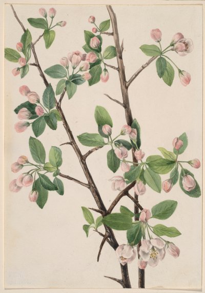 Crabe doux sauvage (Malus coronaria) - Mary Vaux Walcott