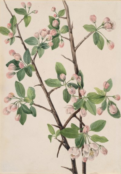 Pommier sauvage Malus coronaria - Mary Vaux Walcott