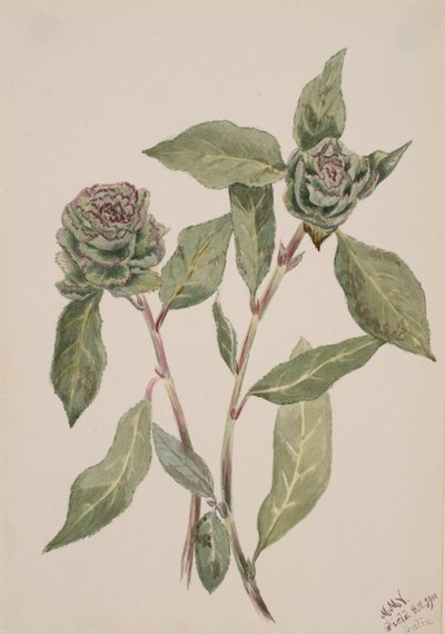 Saule Salix - Mary Vaux Walcott