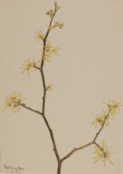 Hamamélis de Virginie, 1917 - Mary Vaux Walcott