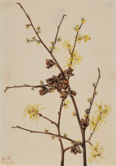 Hamamélis de Virginie, 1922 - Mary Vaux Walcott