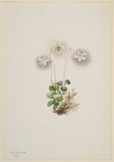 Monésie des bois (Moneses uniflora) - Mary Vaux Walcott