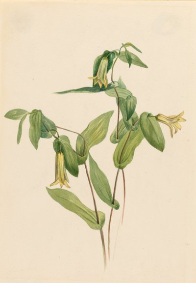 Sentinelles des bois (Uvularia perfoliata) - Mary Vaux Walcott