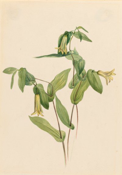 Clochettes de bois Uvularia perfoliata, n.d. - Mary Vaux Walcott
