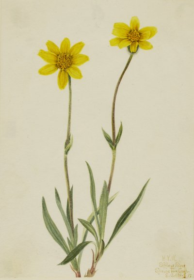 Arnica laineux (Arnica tomentosa) - Mary Vaux Walcott