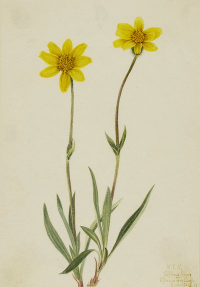 Arnica Laineuse - Mary Vaux Walcott
