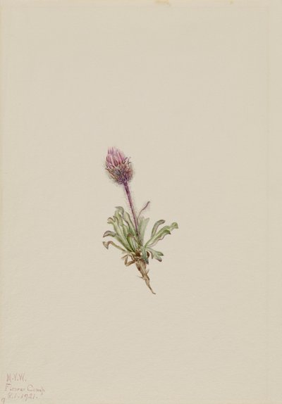 Vergerette laineuse Erigeron lanatus, 1921 - Mary Vaux Walcott