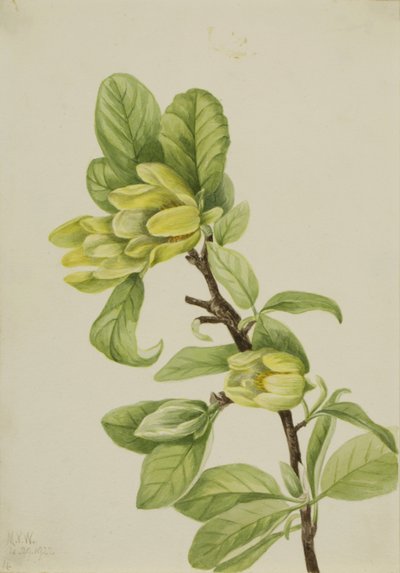 Concombre jaune (Magnolia cordata) - Mary Vaux Walcott