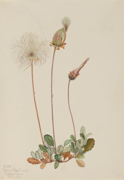 Dryade jaune (fruit) (Dryas drummondii) - Mary Vaux Walcott