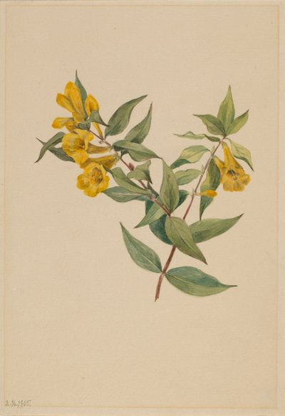 Jessamine jaune (Gelsemium sempervirens) - Mary Vaux Walcott
