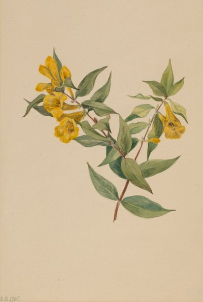 Jessamine jaune Gelsemium sempervirens - Mary Vaux Walcott