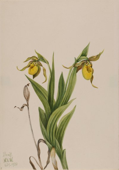 Cypripède jaune Cypripedium parviflorum, 1920 - Mary Vaux Walcott