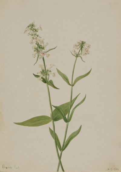 Pentstemon jaune, 1904 - Mary Vaux Walcott