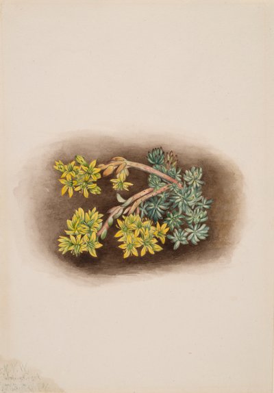 Orpin jaune Sedum stenopetalum, 1922 - Mary Vaux Walcott