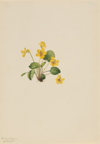 Violette jaune (Viola orbiculata) - Mary Vaux Walcott