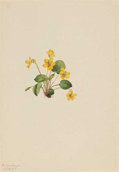 Violette jaune - Mary Vaux Walcott