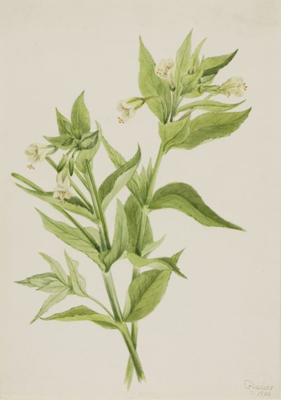 Epilobe jaune (Epilobium lutem) - Mary Vaux Walcott