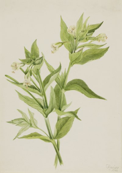 Épilobe jaune Epilobium lutem, 1906 - Mary Vaux Walcott