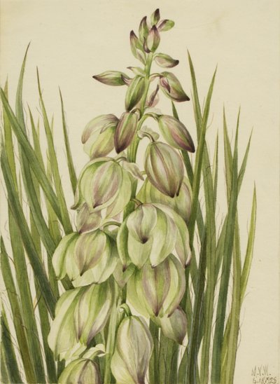 Yucca (Yucca baileyi) - Mary Vaux Walcott