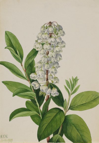 Zenobia cassinifolia, 1927 - Mary Vaux Walcott