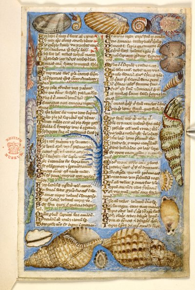 Coquillages et créature marine, d