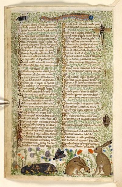 Lapins et insectes, y compris une chenille, une libellule et un papillon de nuit, d