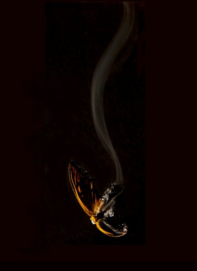 Burning Butterfly 15, 2013 (Lambda print) - Mat Collishaw